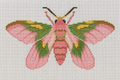 5x5 Pink Moth